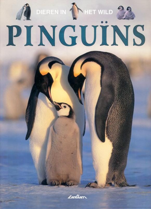 Dieren in het wild 14 - Pinguins