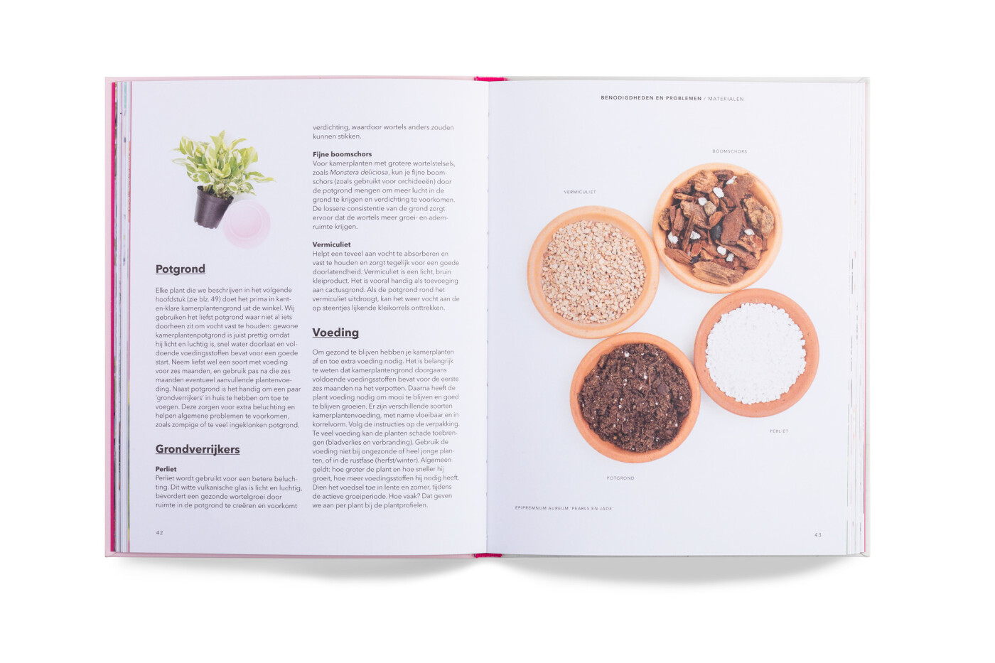 Hoe je een plant grootbrengt en zorgt dat 'ie ook van jou houdt achterkant