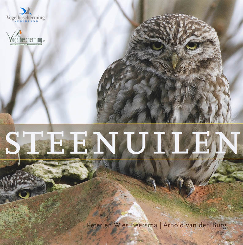 Steenuilen