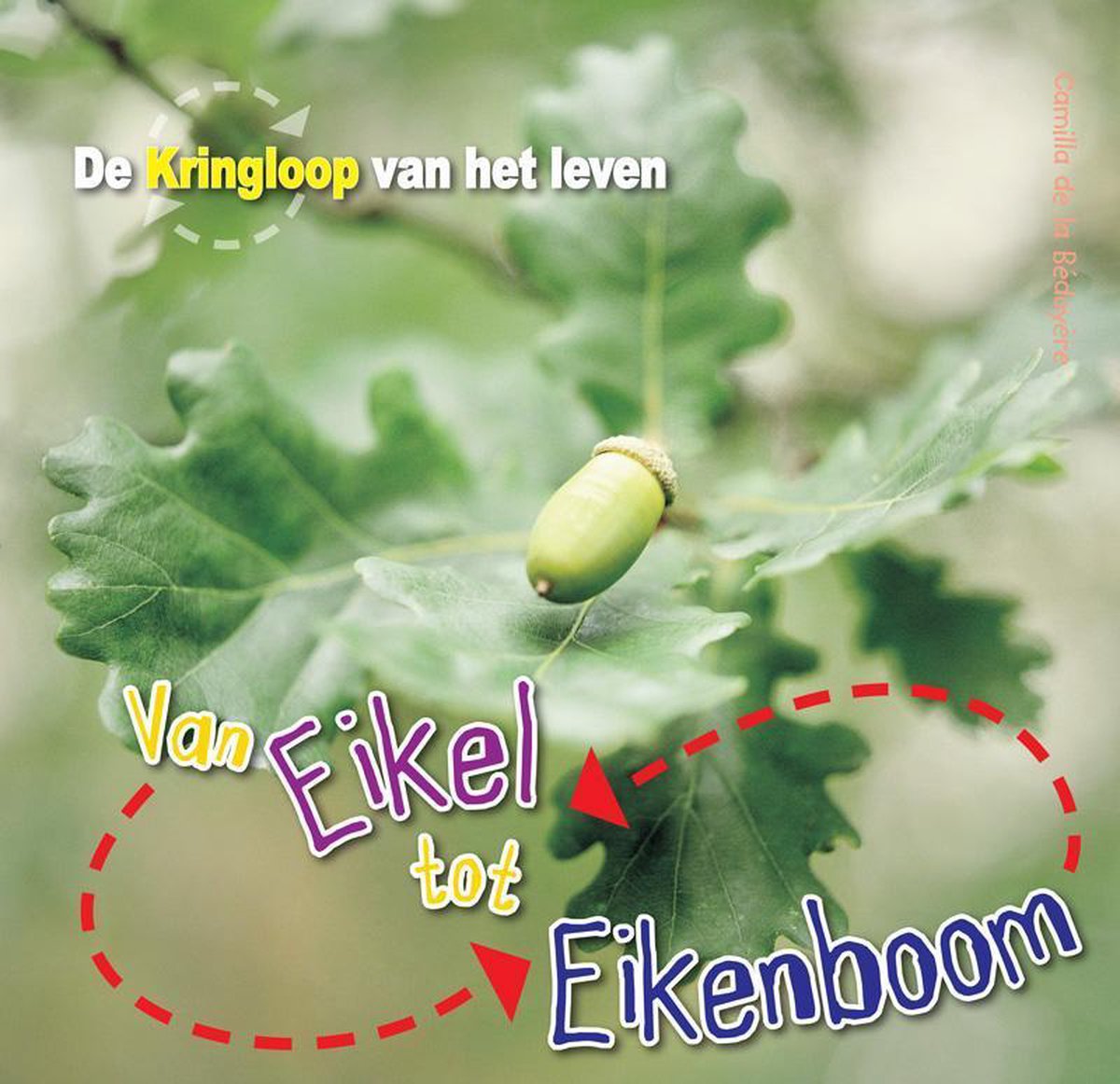 Van eikel tot eikenboom