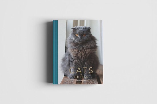 Cats in Breda