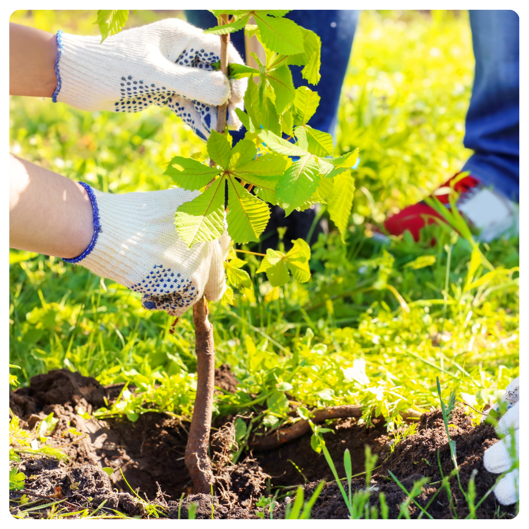 Trees for All & BoekenBalie