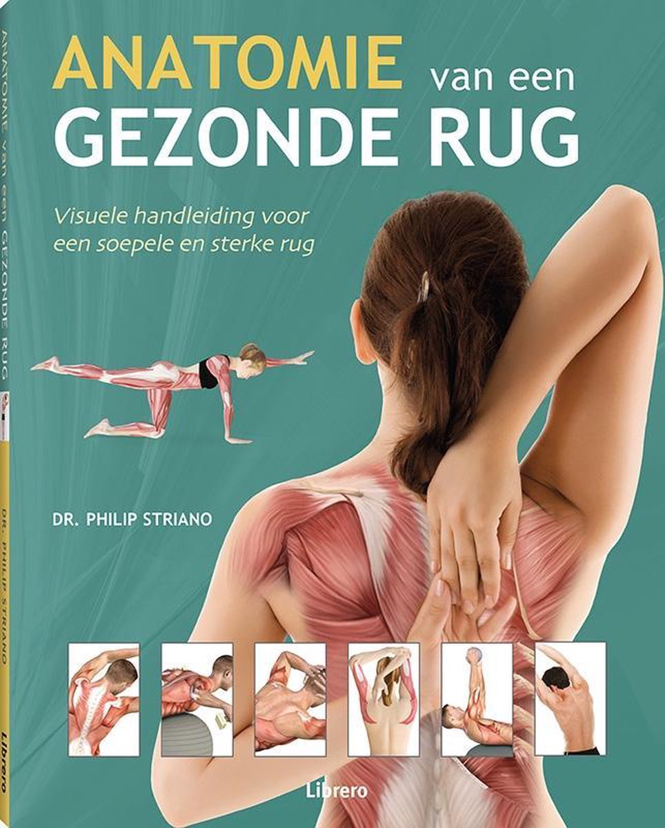 Anatomie van een gezonde rug