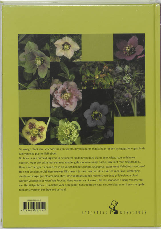 Helleborus achterkant