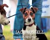 I Jack Russell