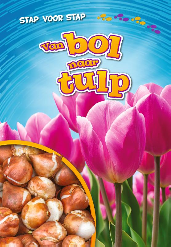 Van bol naar tulp / Stap voor stap