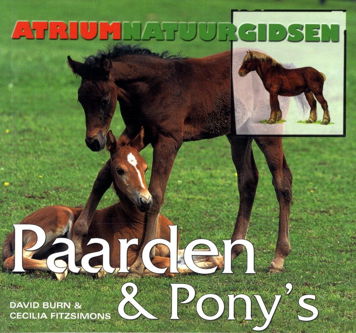 D. Burn Paarden & Pony'S
