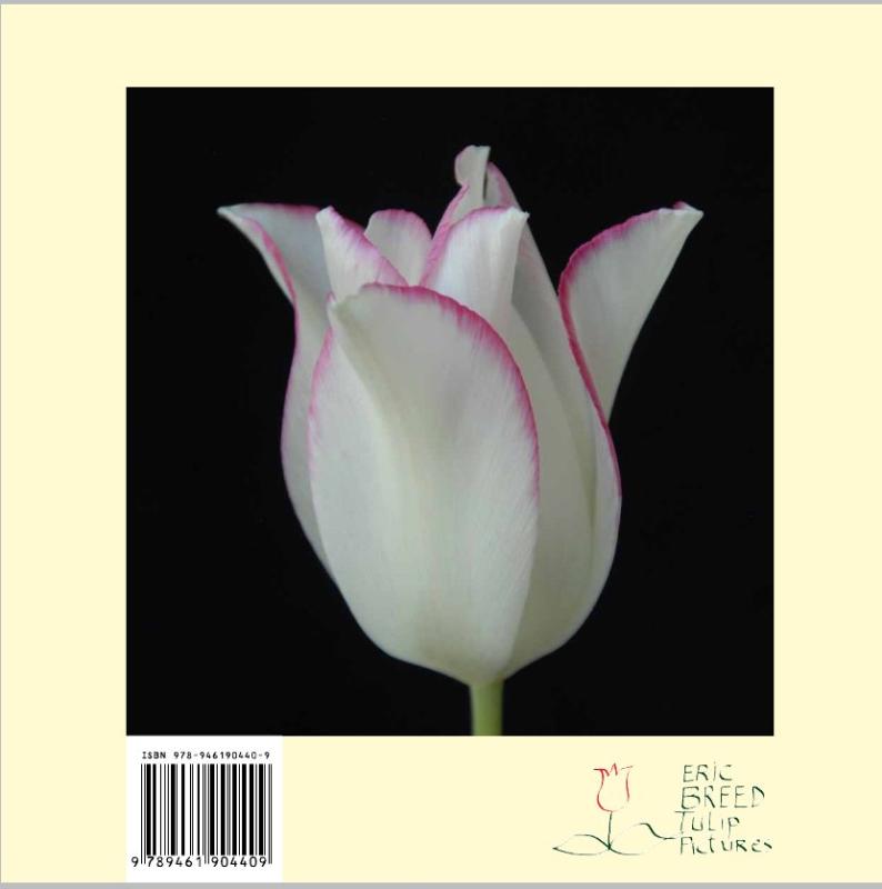 Lost tulips achterkant