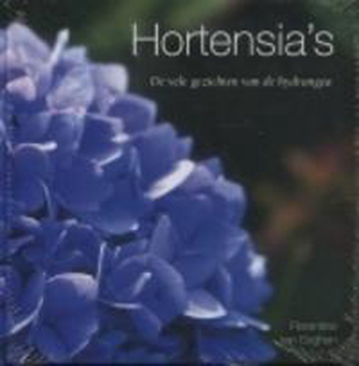 Hortensia S
