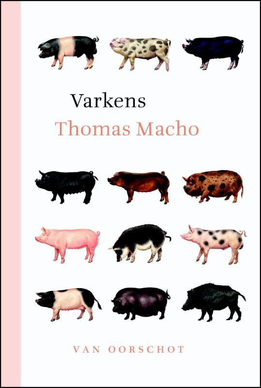 Thomas Macho Varkens thumbnail