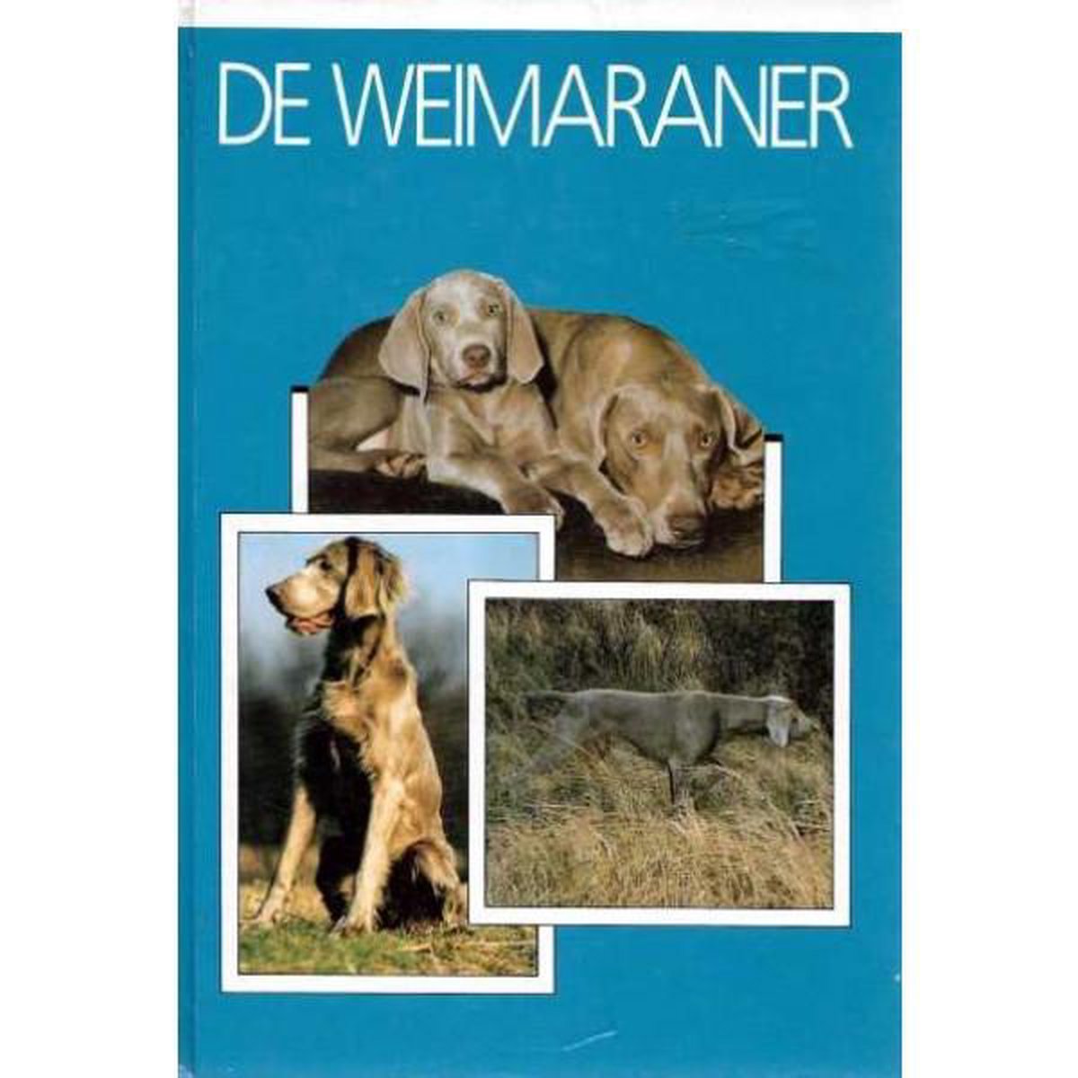 Osborn Weimaraner, De thumbnail