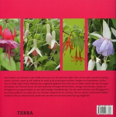 De fuchsia De fuchsia achterkant