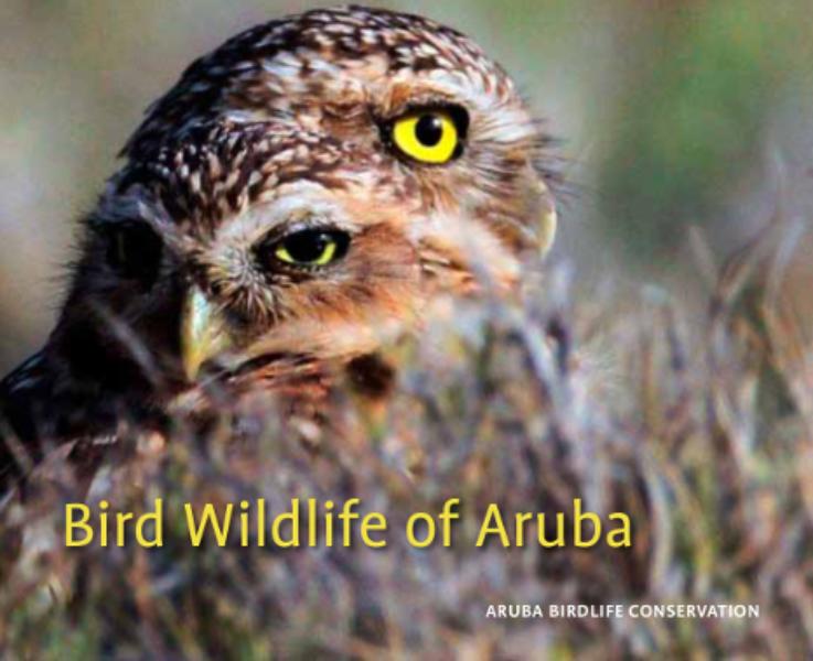 Bird Wildlife of Aruba