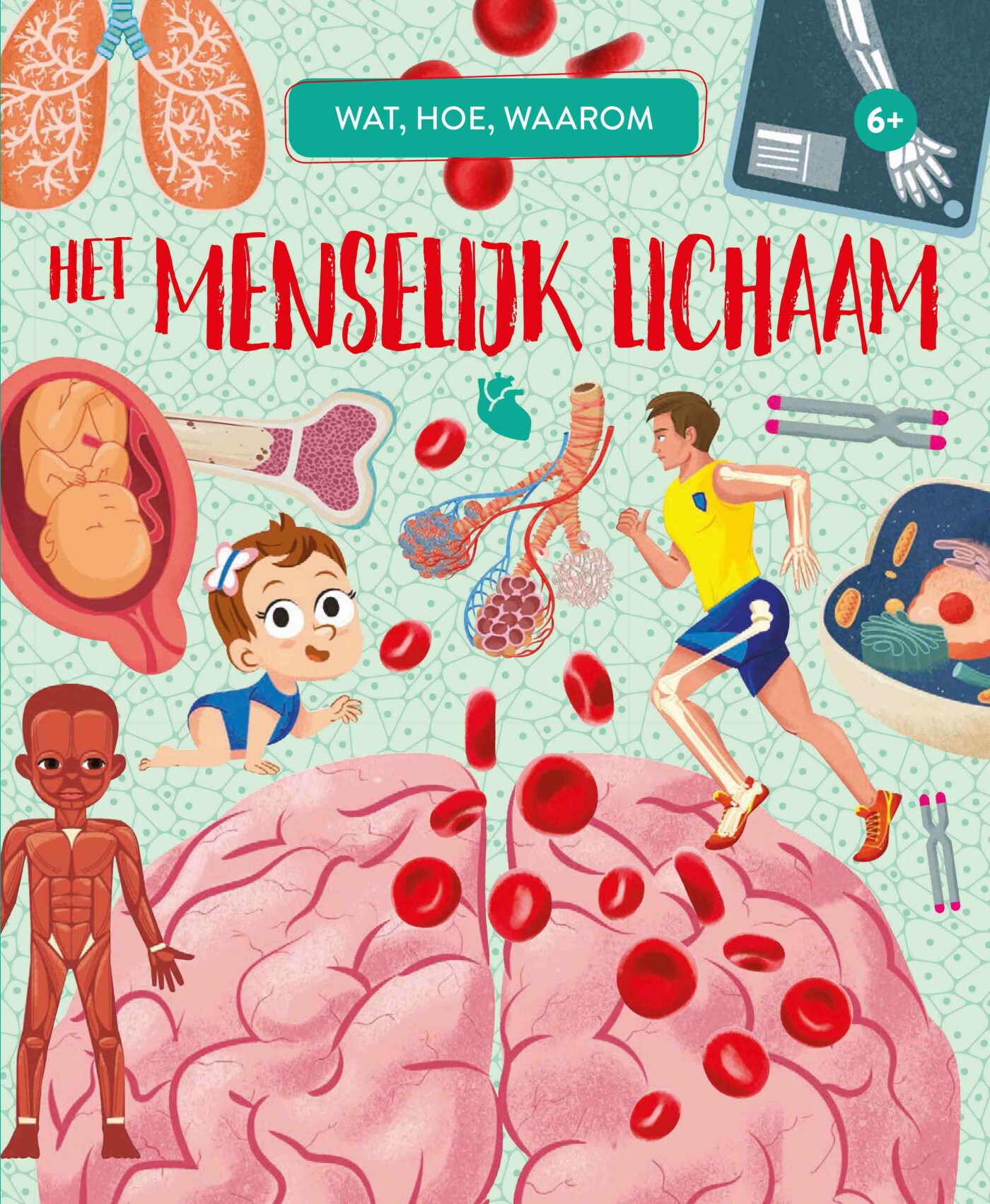 Het menselijk lichaam / Wat, hoe, waarom?