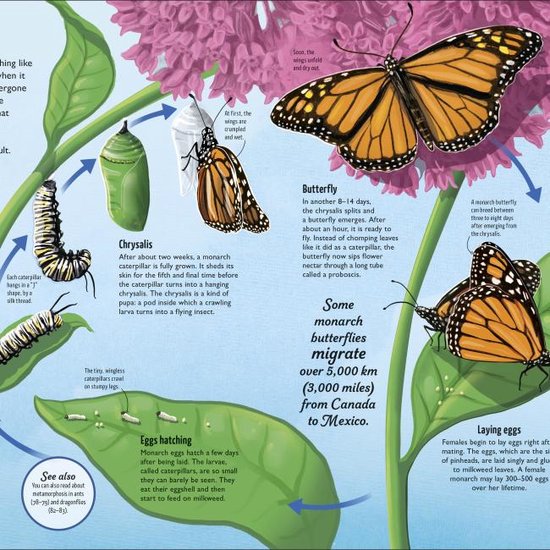 Life Cycles