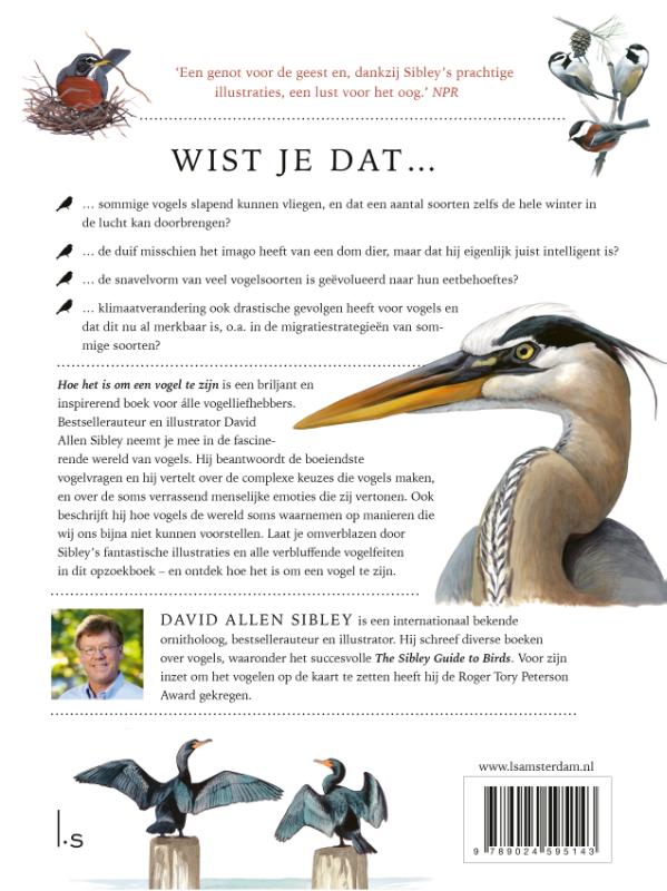 Hoe het is om een vogel te zijn achterkant