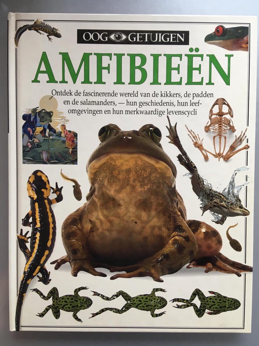 Amfibieen