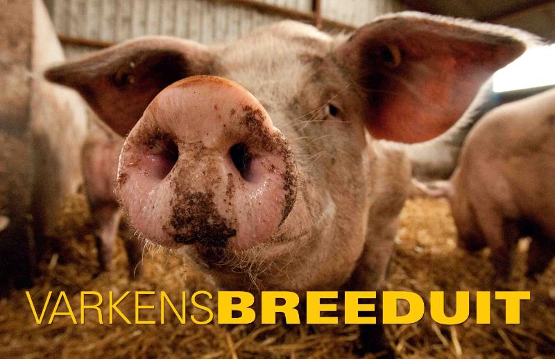 Varkens Breeduit / Breeduit