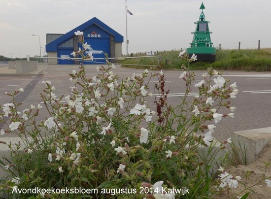 Van Aardaker tot Zwanenbloem. Flora van de Duin- en Bollenstreek