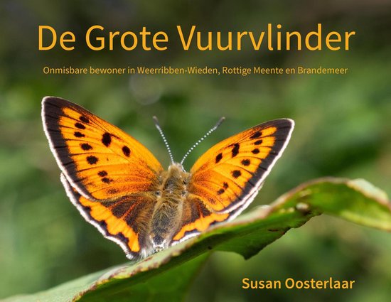 Het DNA van het Nationaal Park Weerribben-Wieden / De Grote Vuurvlinder / 1