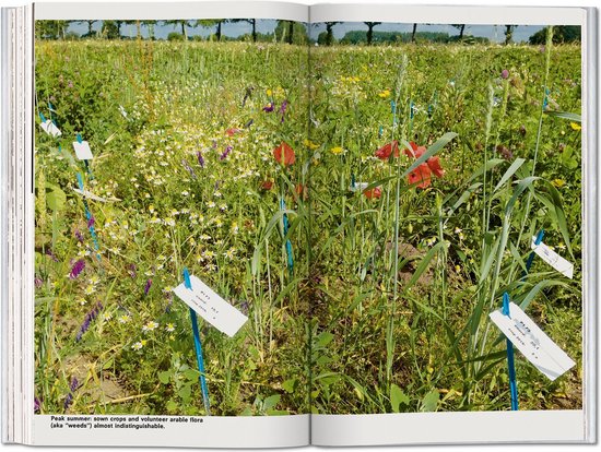 Koolhaas. Countryside, A Report