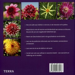 Dahlia's achterkant