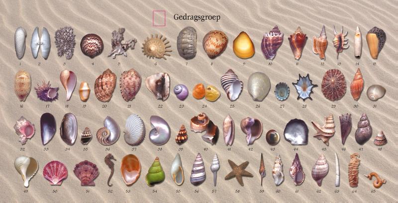 Het Schelpen Orakel set achterkant