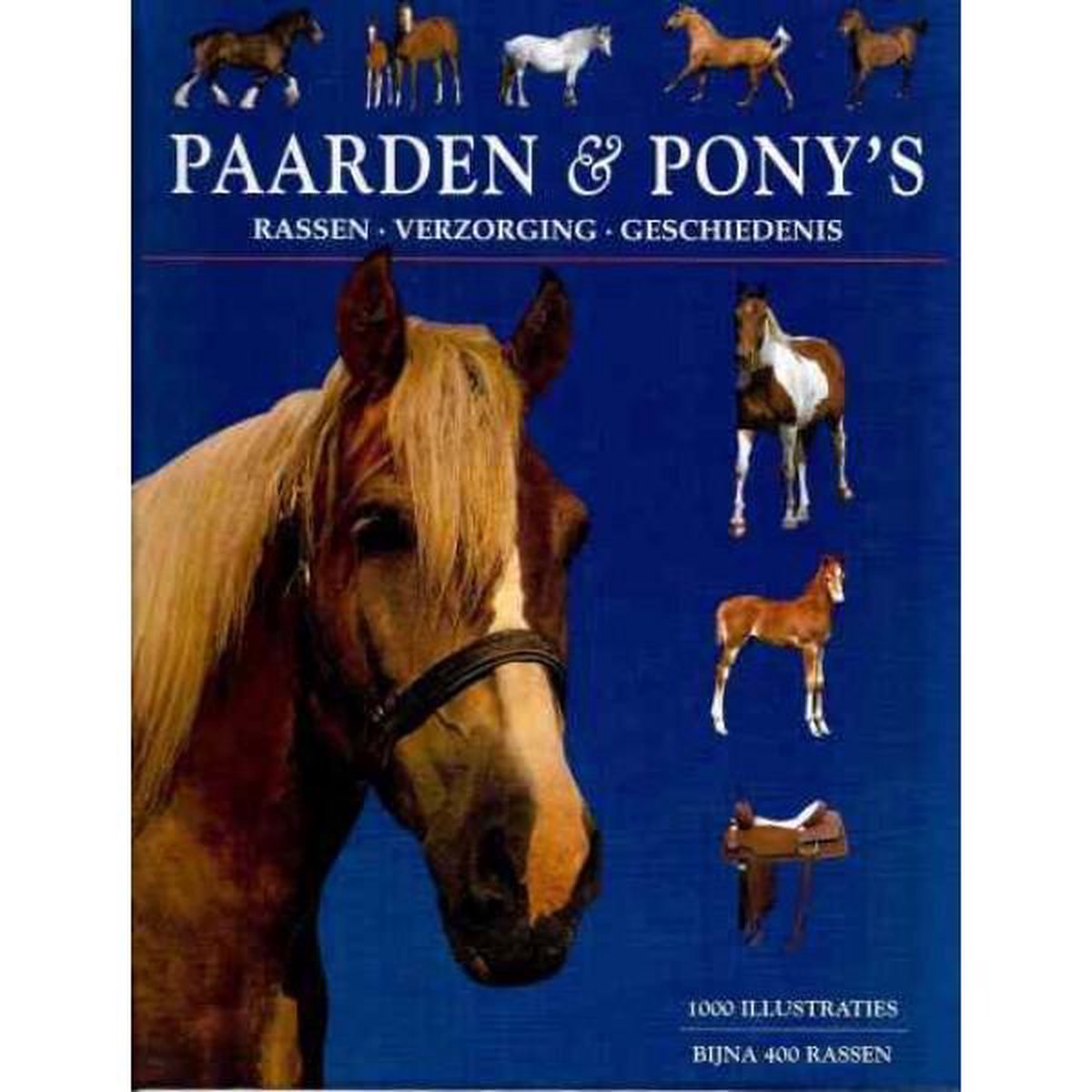 Tamsin Pickeral Paarden & Poneys
