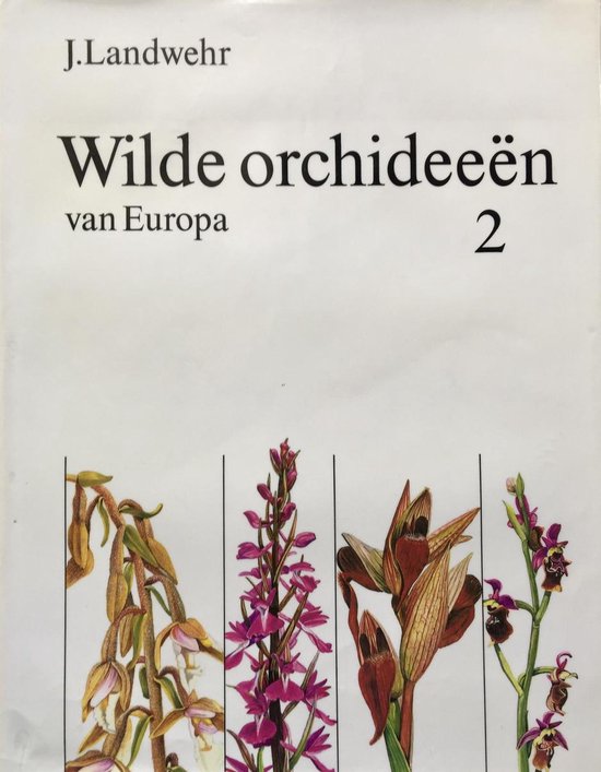 2 Wilde orchideeen van europa