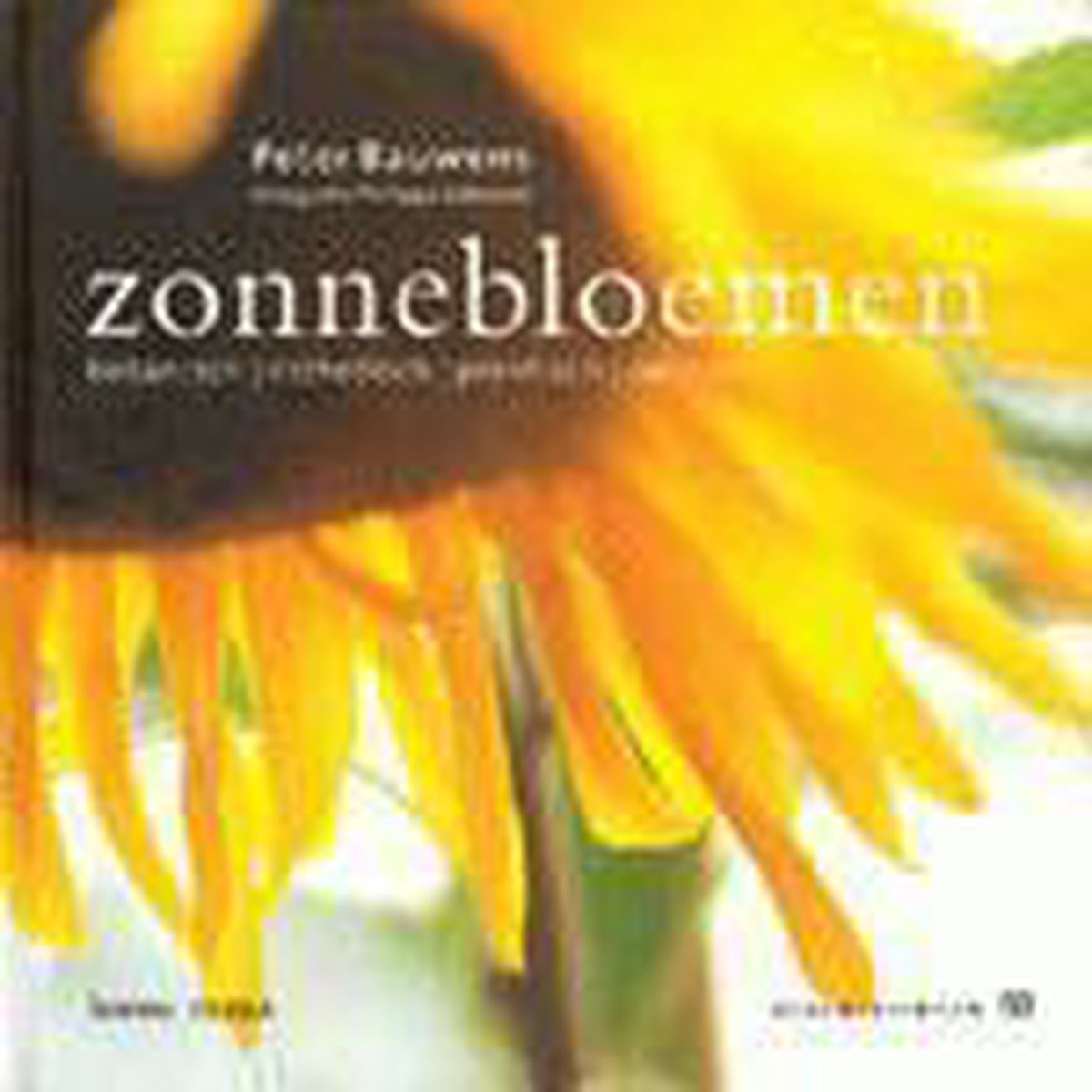 Zonnebloemen