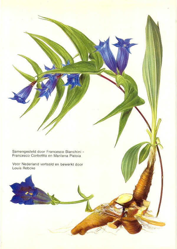 De plant in de geneeskunde achterkant