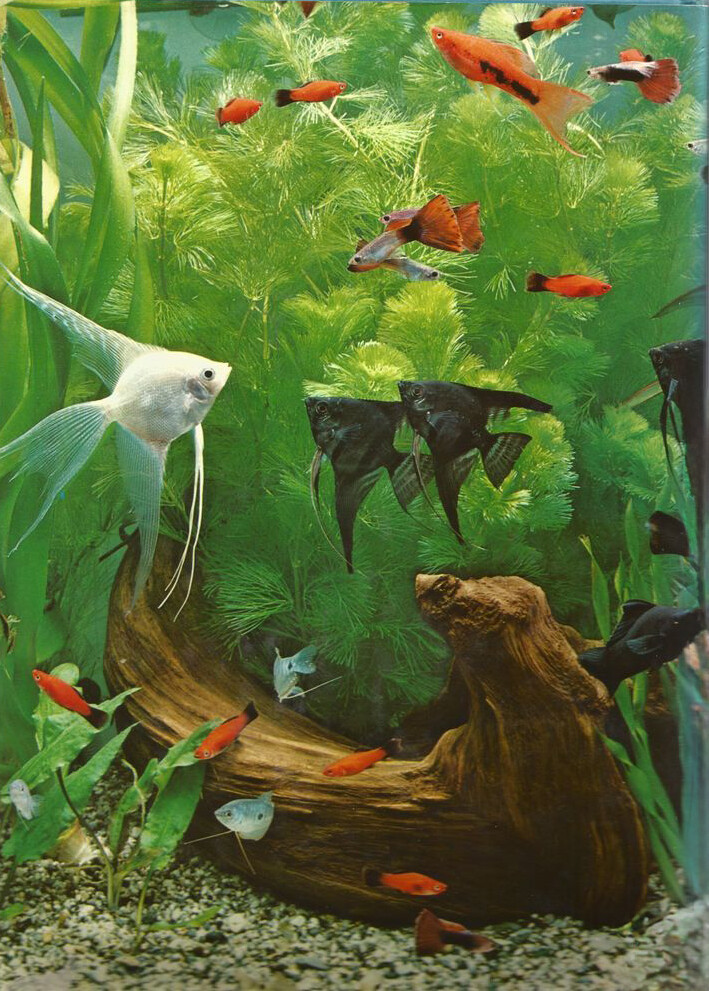 Handboek voor het aquarium achterkant