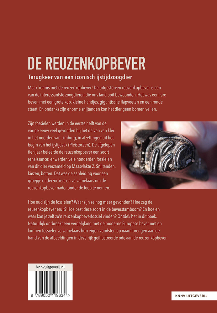 De reuzenkopbever achterkant