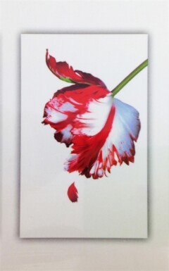 Twilight Saga Box Set / Twilight