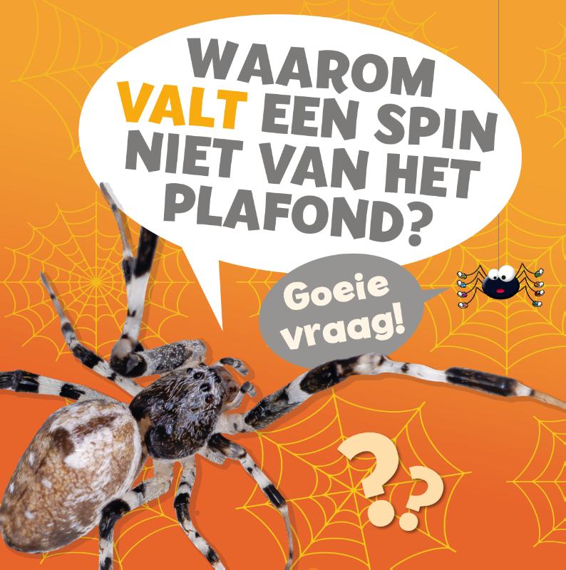 Waarom valt een spin niet van het plafond? / Goeie vraag!