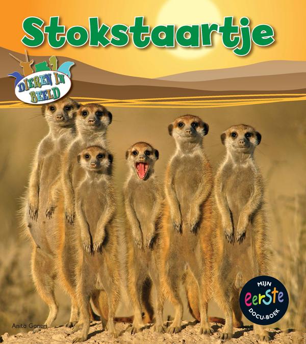 Stokstaartje / Dieren in beeld