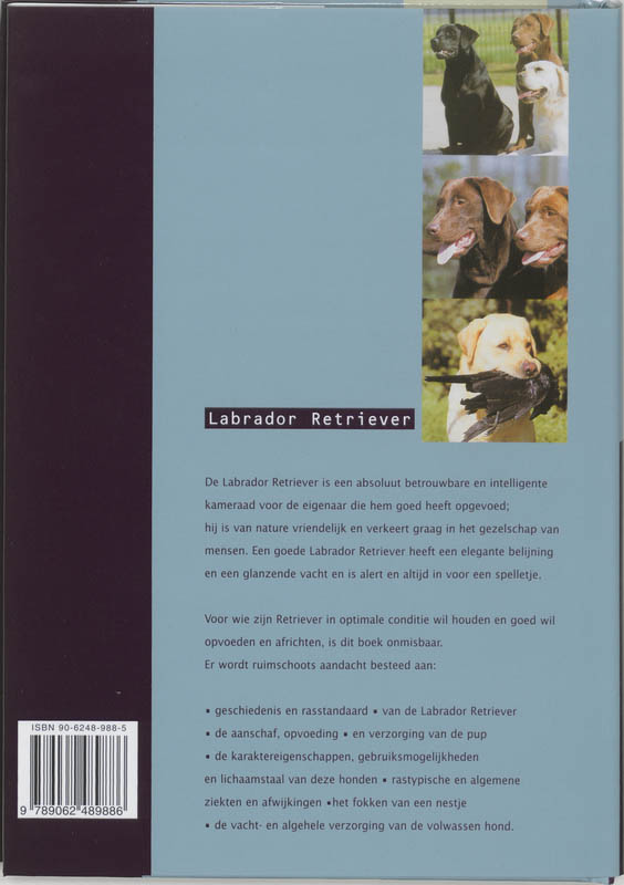 Labrador Retriever achterkant