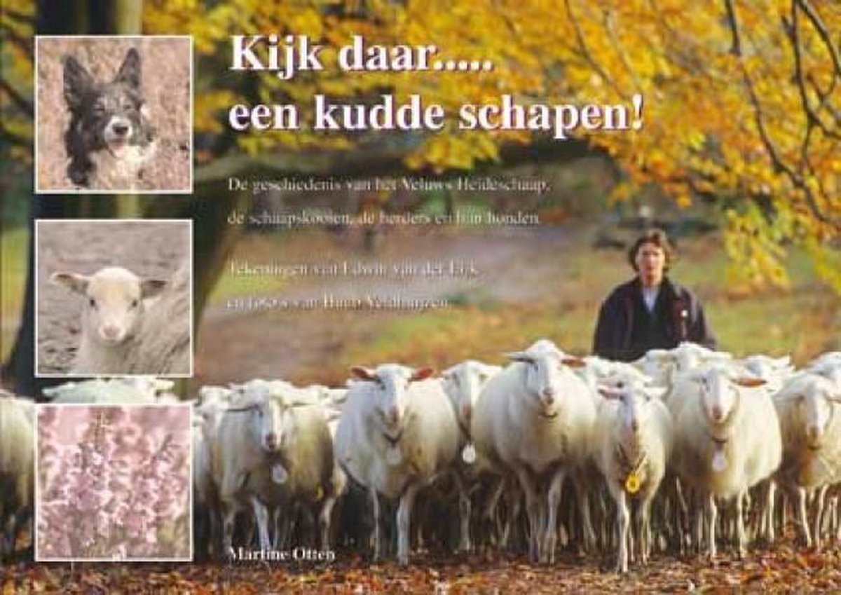 boekenbalie_9789078215318_cover 'Kijk Daar... Een Kudde Schapen!'