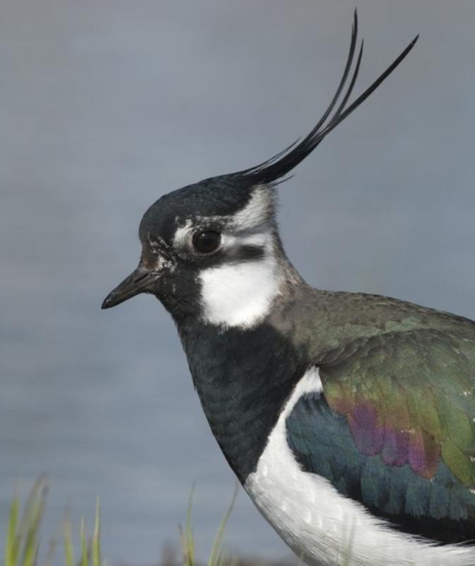 Weidevogels achterkant