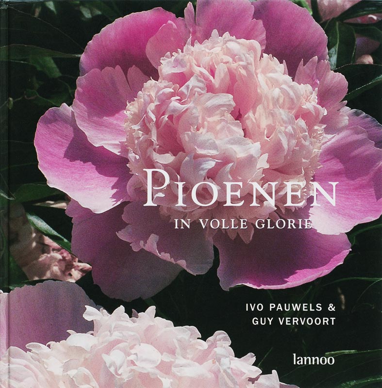 Pioenen in volle glorie