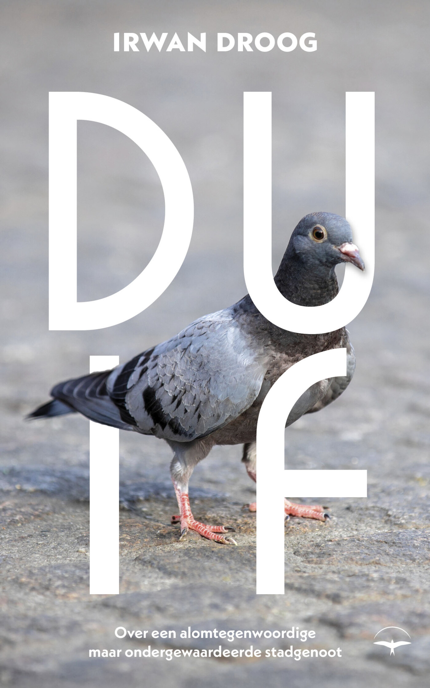 Duif