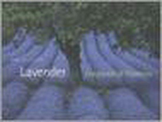 Lavender: Fragrance of Provence
