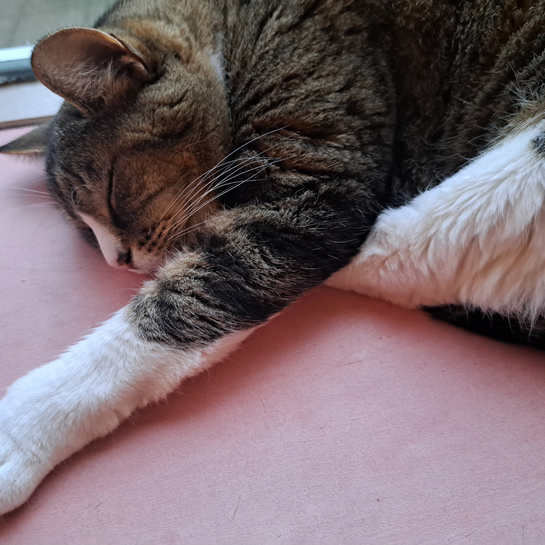 Dieren in de hoofdrol