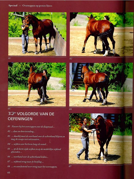 Paarden gymnastiseren aan de hand