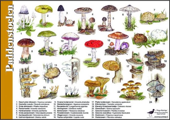 Herkenningskaart Paddenstoelen