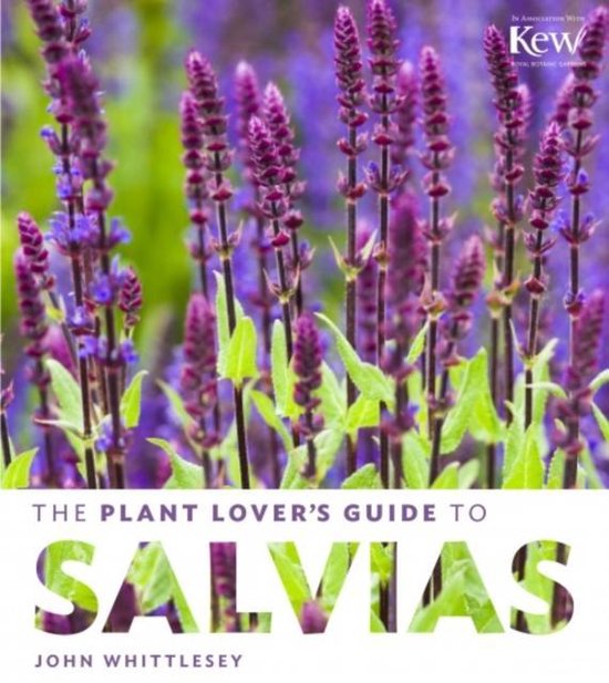 Plant Lovers Salvias - Hc