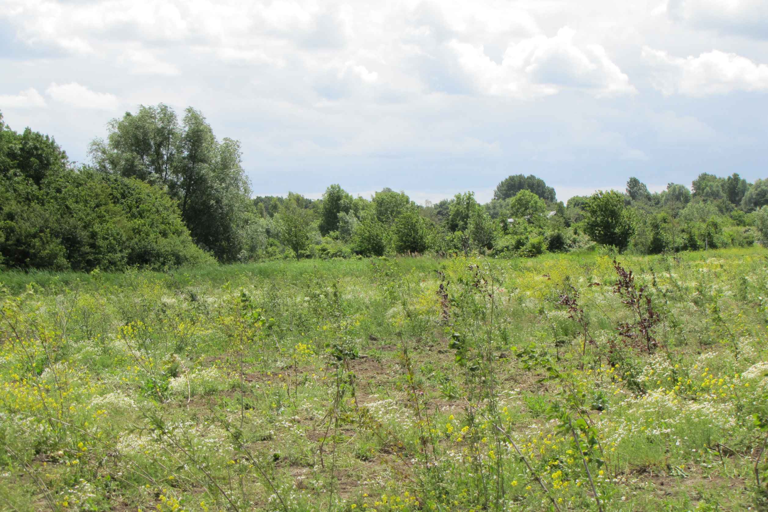 Wij hielpen 45.000 bomen planten in de Zuidpolder
